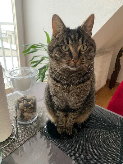 Chat Perdu 67 Bas-Rhin Chat Perdu 67 Bas-Rhin