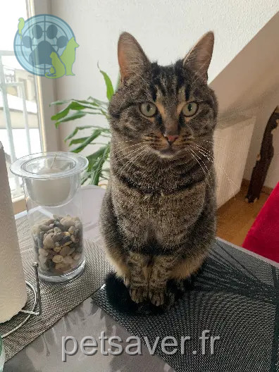 Chat Perdu 67 Bas-Rhin Chat Perdu 67 Bas-Rhin