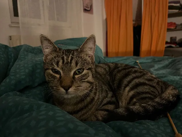 Chat Perdu 67 Bas-Rhin Chat Perdu 67 Bas-Rhin