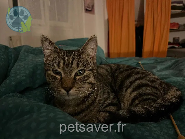 Chat Perdu 67 Bas-Rhin Chat Perdu 67 Bas-Rhin
