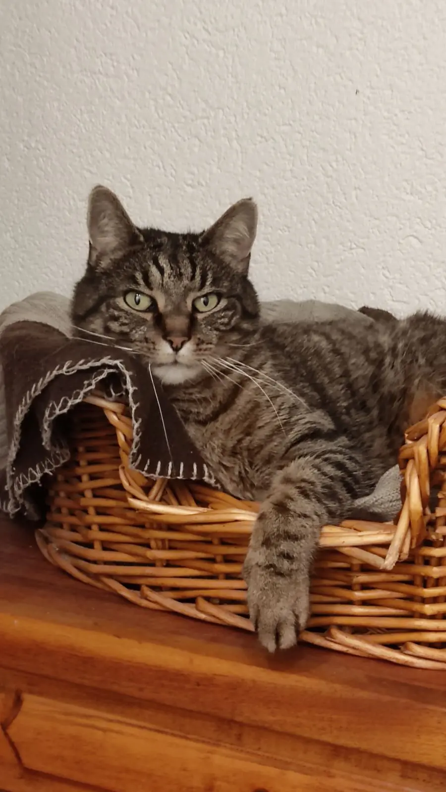 Chat Perdu 68 Haut-Rhin Chat Perdu 68 Haut-Rhin