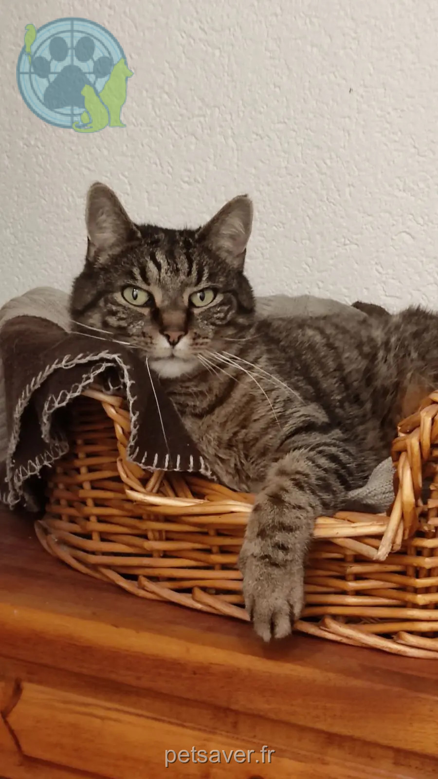 Chat Perdu 68 Haut-Rhin Chat Perdu 68 Haut-Rhin