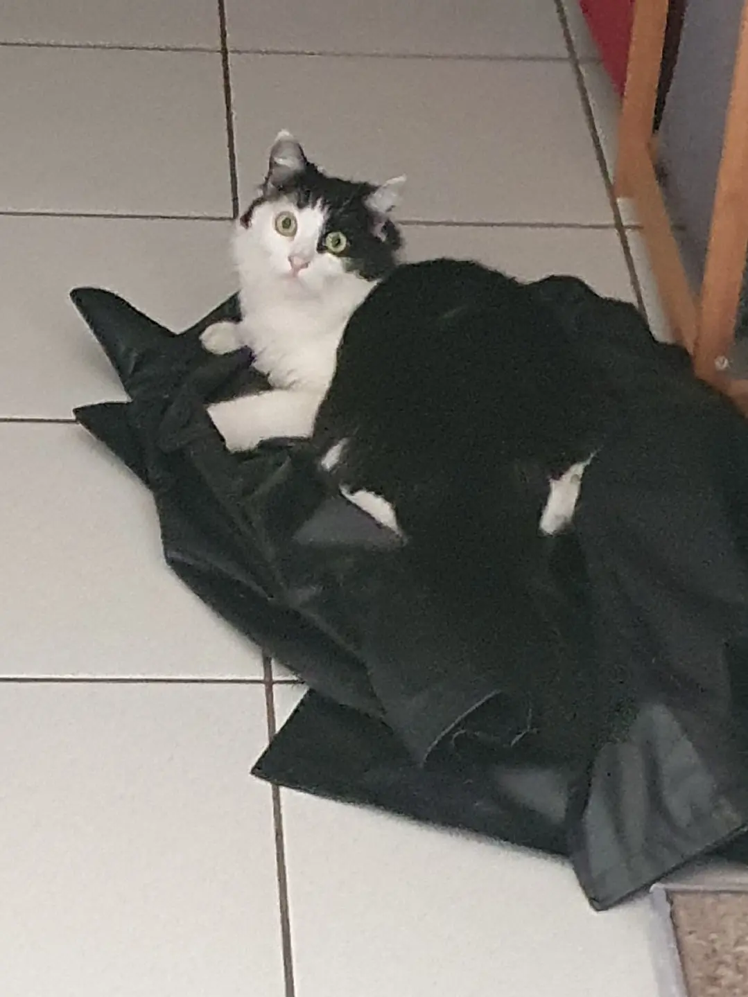 Chat Perdu 68 Haut-Rhin Chat Perdu 68 Haut-Rhin