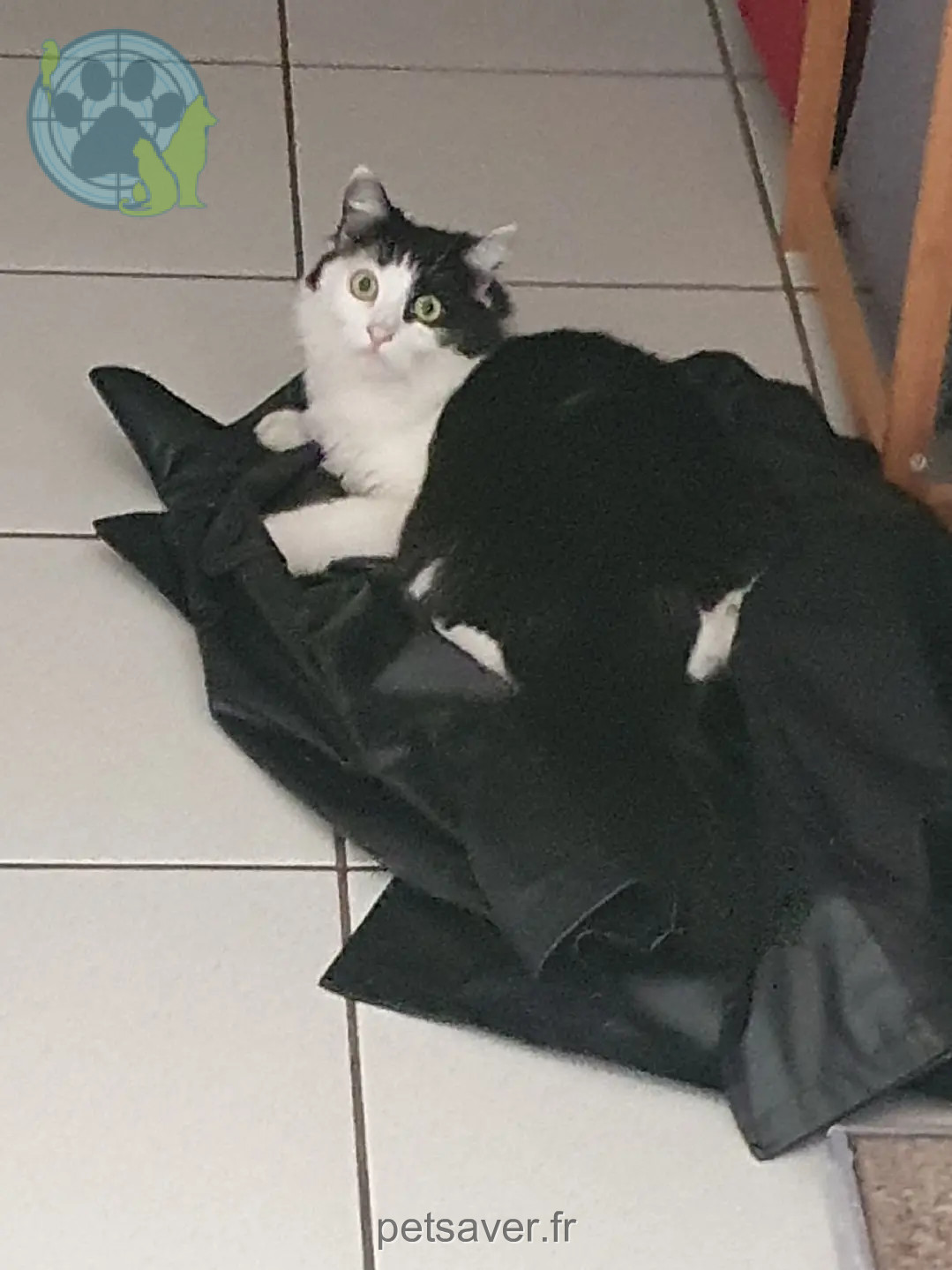 Chat Perdu 68 Haut-Rhin Chat Perdu 68 Haut-Rhin