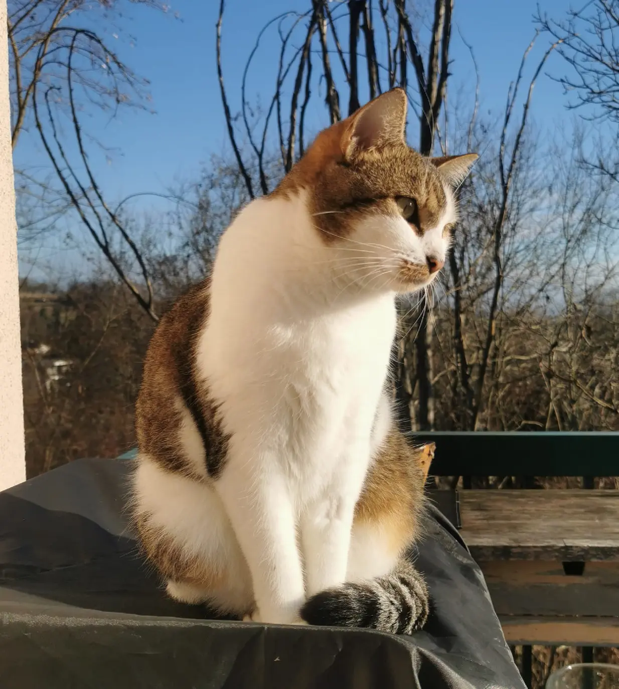 Chat Perdu 68 Haut-Rhin Chat Perdu 68 Haut-Rhin