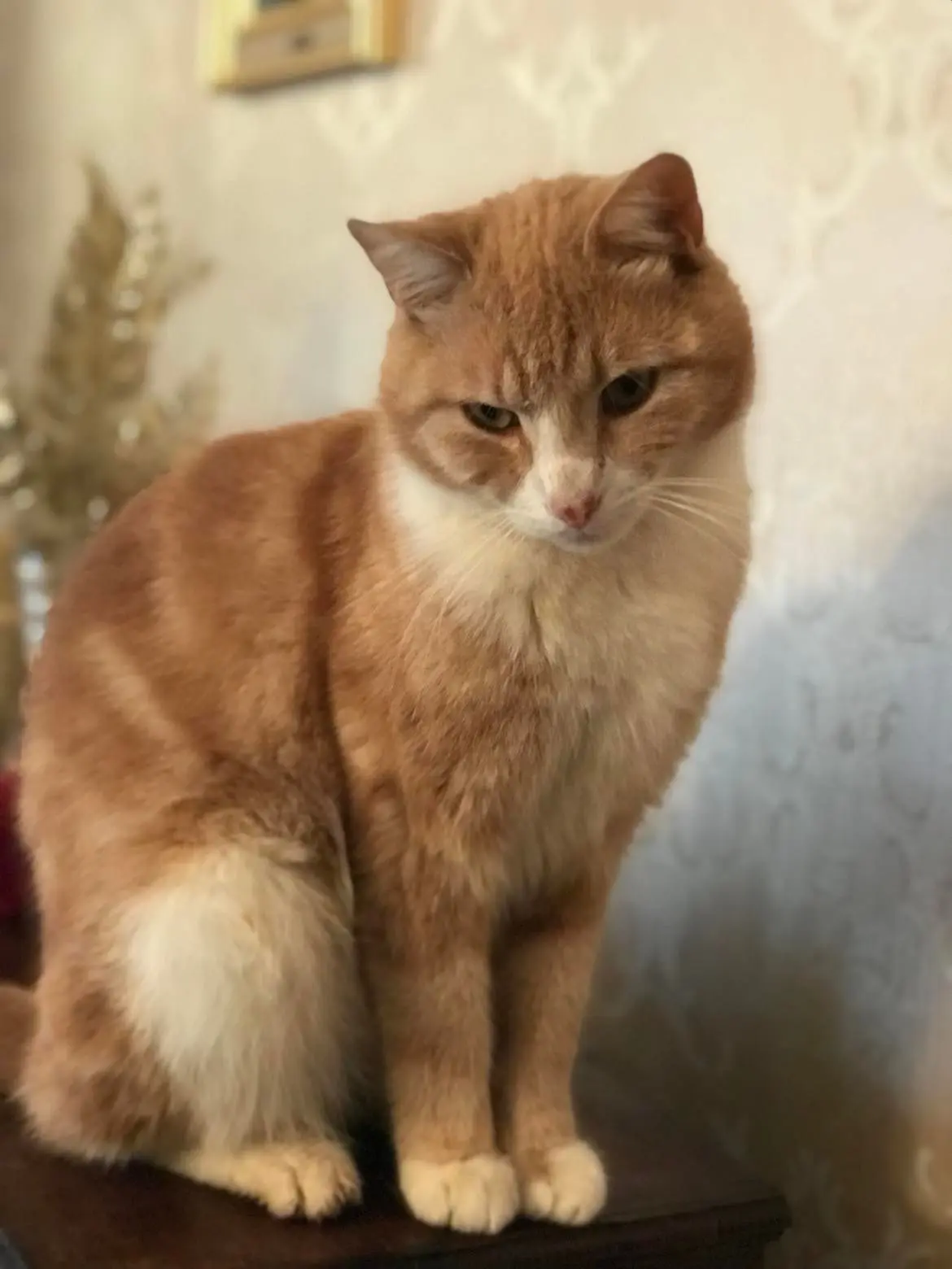 Chat Perdu 68 Haut-Rhin Chat Perdu 68 Haut-Rhin