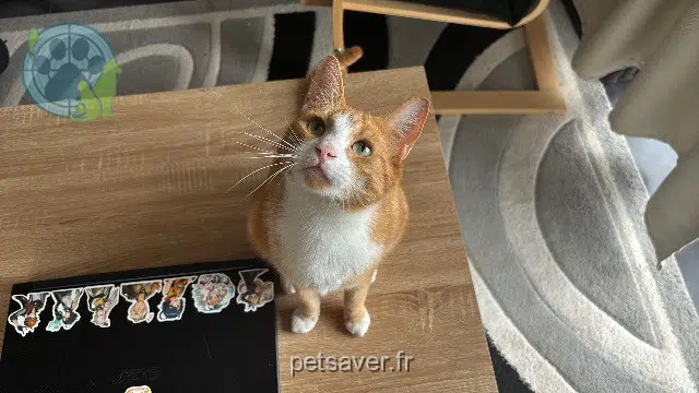 chat lost   68250 Rouffach Aeden
