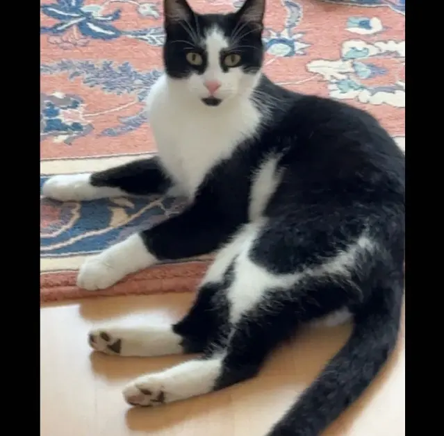 chat lost   68300 Saint-Louis Aiko