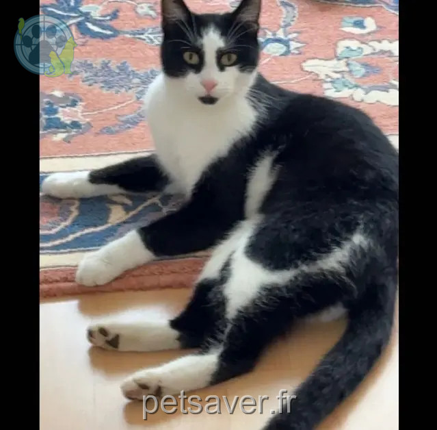 gatto perso 68300 Saint-Louis Aiko gatto lost 68300 Saint-Louis Aiko