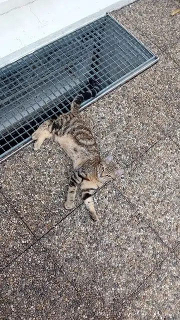 chat lost   68120 Pfastatt Aki