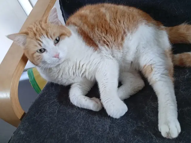 chat lost   68540 Bollwiller Amarou