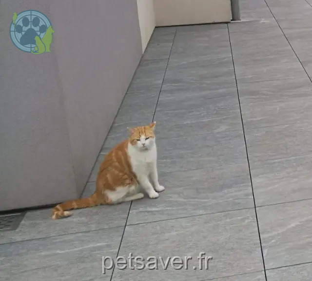 gato perdido 68540 Bollwiller Amaroux gato lost 68540 Bollwiller Amaroux