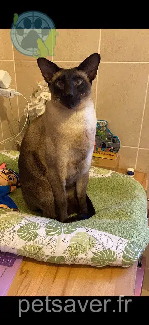 chat lost   68170 Rixheim Anakin