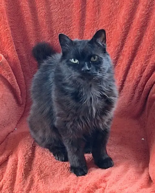 chat lost   68760 Willer-sur-Thur Arthur