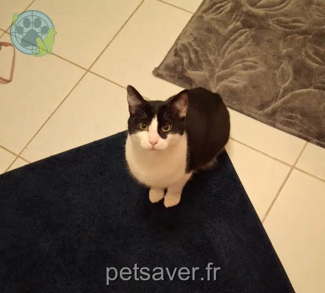 cat lost   68570 Soultzmatt Arès