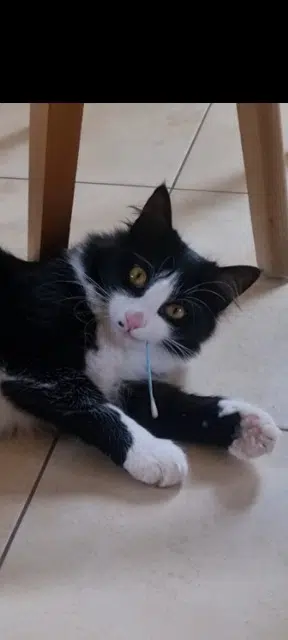 chat lost   68700 Uffholtz Aslan