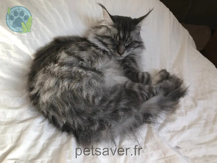 Chat Perdu 68 Haut-Rhin - Aslan Chat Perdu 68 Haut-Rhin - Aslan