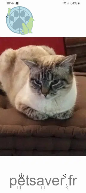 chat lost   68700 Aspach-Michelbach Nico