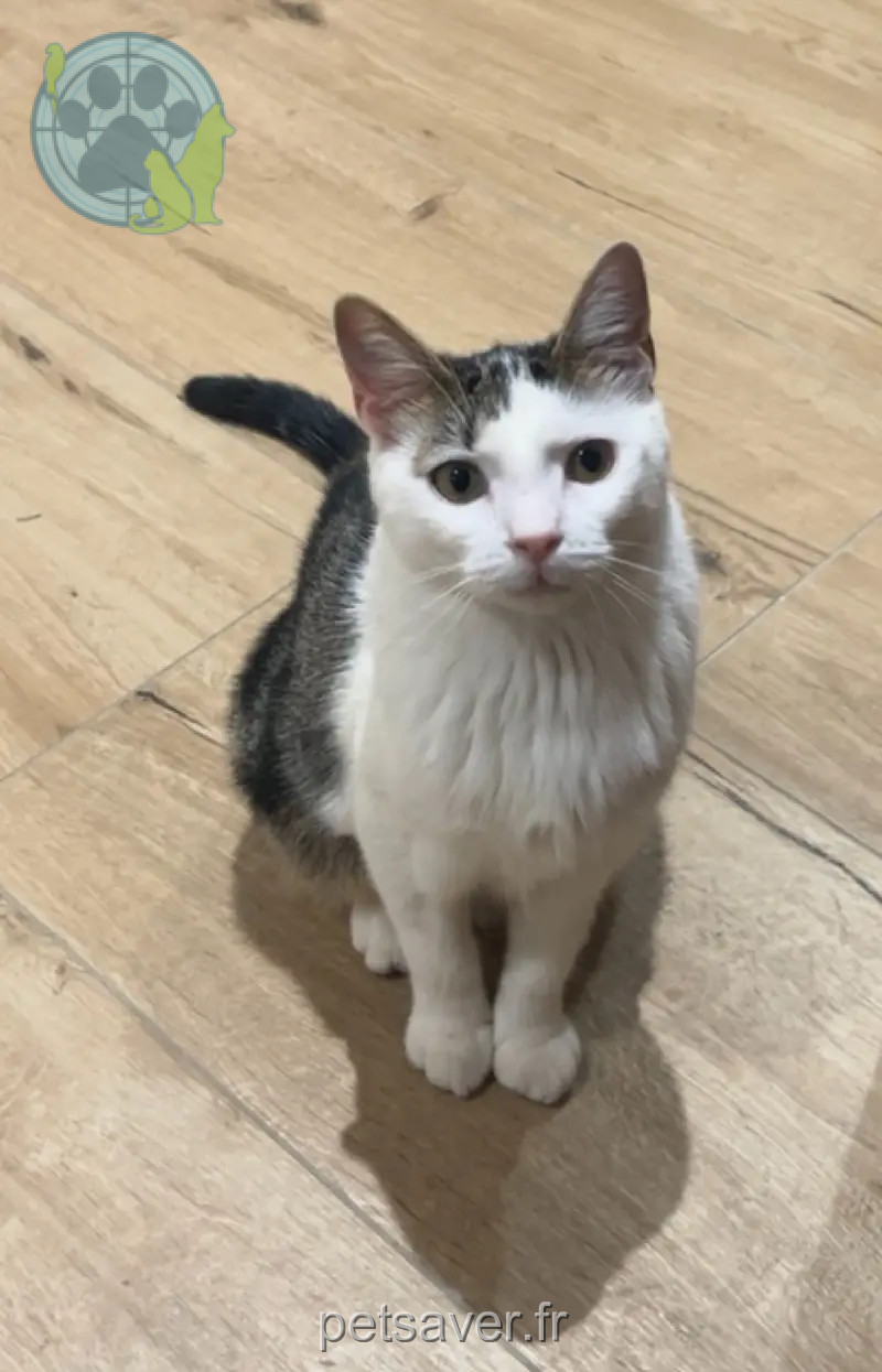 Chat Perdu 68 Haut-Rhin Aspach-Michelbach - Bigorneau Chat Perdu 68 Haut-Rhin Aspach-Michelbach - Bigorneau