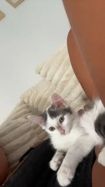 chat lost   68780 Soppe-le-Bas Azur