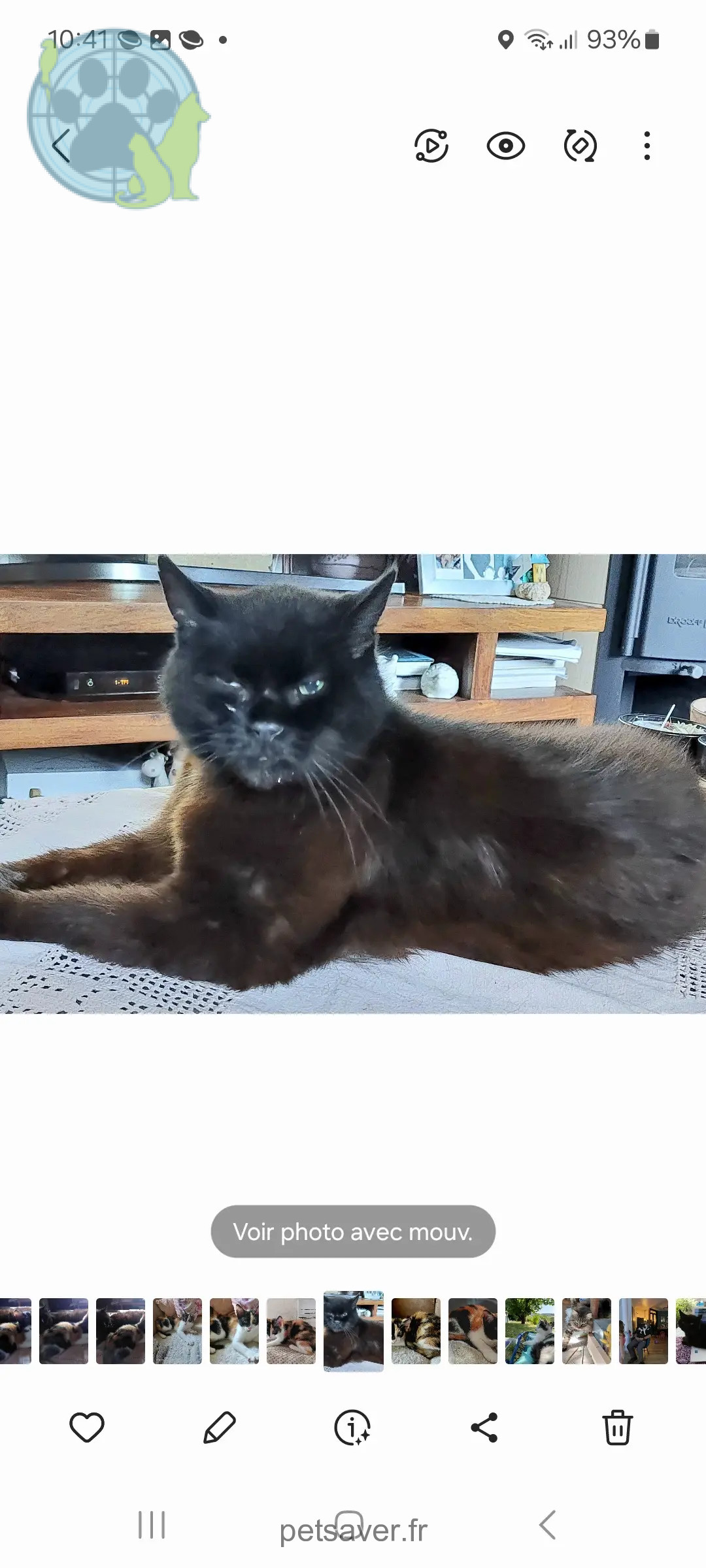 Chat Perdu 68 Haut-Rhin - Aïko Chat Perdu 68 Haut-Rhin - Aïko