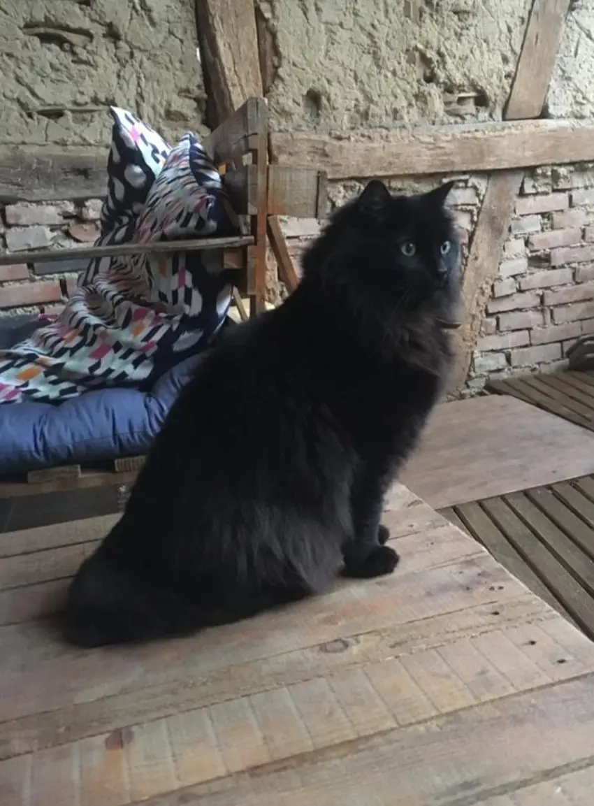Chat Perdu 68 Haut-Rhin - Bagheera Chat Perdu 68 Haut-Rhin - Bagheera