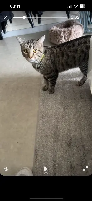 Kater vermisst Wintzenheim Baki Kater lost Wintzenheim Baki