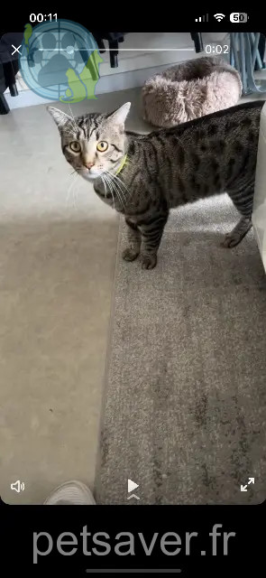 cat lost Wintzenheim Baki cat lost Wintzenheim Baki