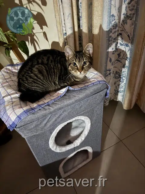 gatto lost   68680 Kembs Balou