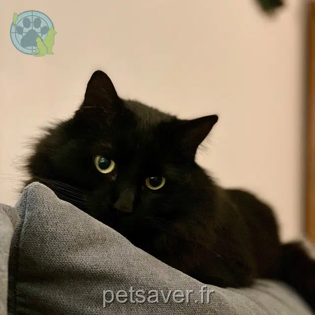 chat lost   68950 Reiningue Basile