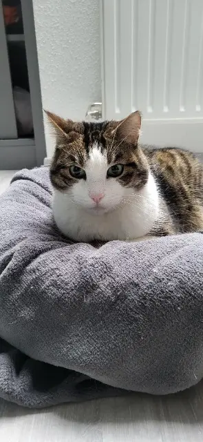 chat lost   68250 Rouffach Bibi
