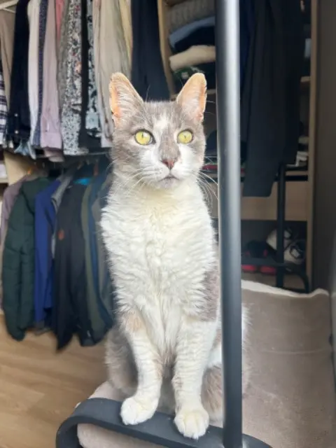 kater vermist 68500 Guebwiller Biggy kater lost 68500 Guebwiller Biggy