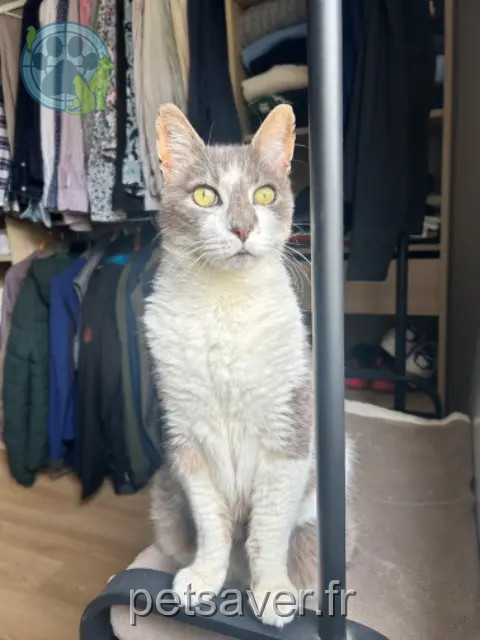 gato perdido 68500 Guebwiller Biggy gato lost 68500 Guebwiller Biggy