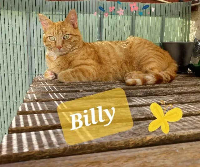 Kater vermisst 68870 Bartenheim Billy Kater lost 68870 Bartenheim Billy