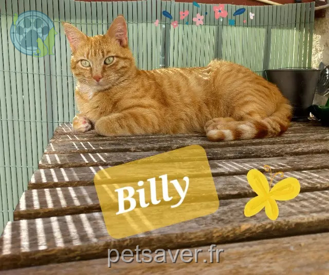 cat lost 68870 Bartenheim Billy cat lost 68870 Bartenheim Billy
