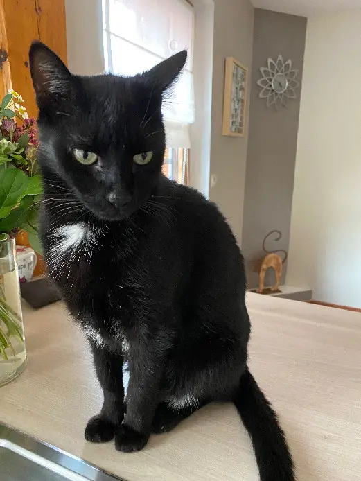 Chat Perdu 68 Haut-Rhin - Blacki Chat Perdu 68 Haut-Rhin - Blacki