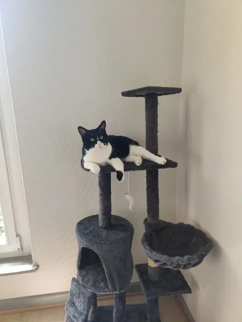 chat lost   68000 Colmar Boby