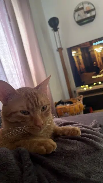 chat lost   68250 Pfaffenheim Boby