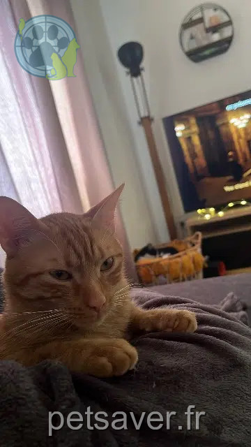 Kater vermisst 68250 Pfaffenheim Boby Kater lost 68250 Pfaffenheim Boby