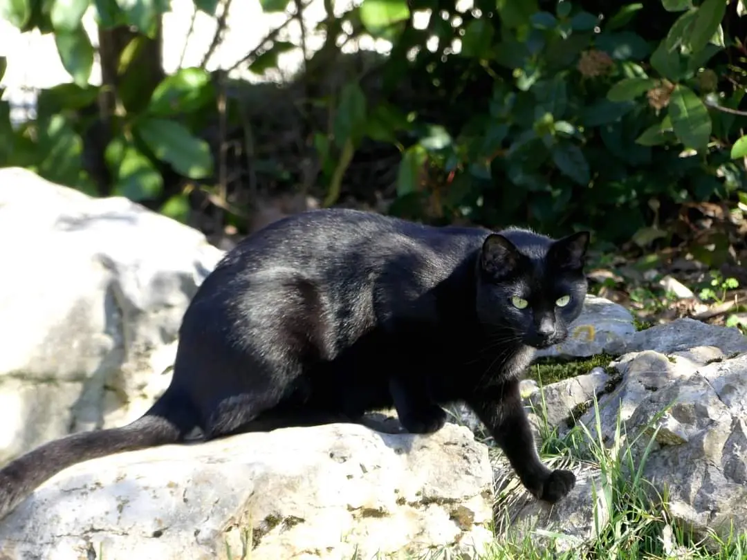 Chat Perdu 68 Haut-Rhin - Bohn Chat Perdu 68 Haut-Rhin - Bohn