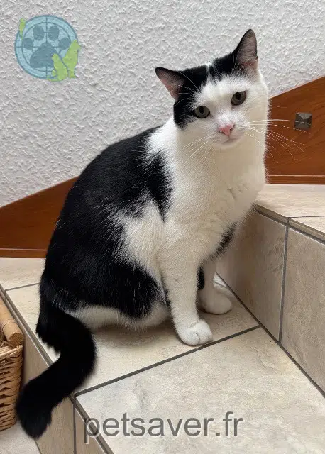 Kater lost   68740 Balgau Boo