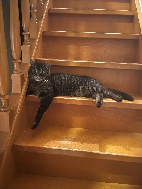 chat lost   68190 Raedersheim Boulette