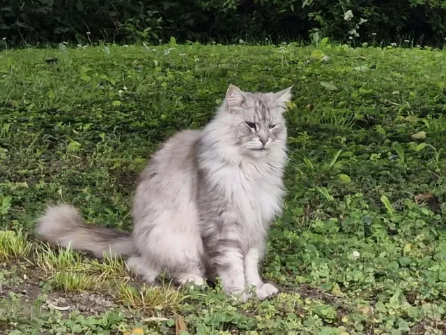 chat lost   68850 Staffelfelden Bounty