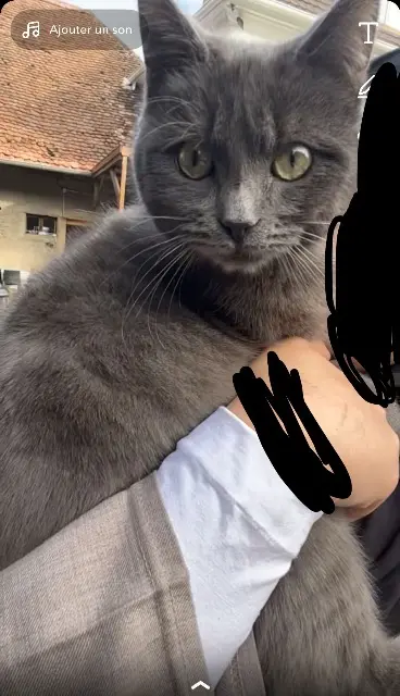 gatto perso 68130 Altkirch Bozok gatto lost 68130 Altkirch Bozok