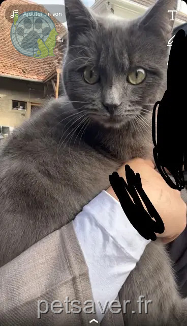 gatto perso 68130 Altkirch Bozok gatto lost 68130 Altkirch Bozok