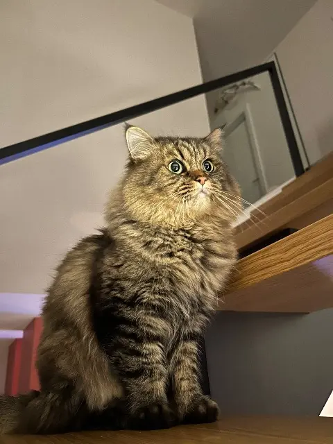 chat lost   68350 Brunstatt-Didenheim Scott