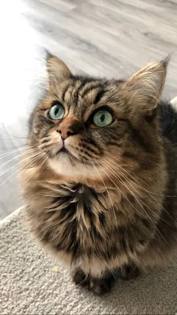 chat lost   68350 Brunstatt-Didenheim Scott