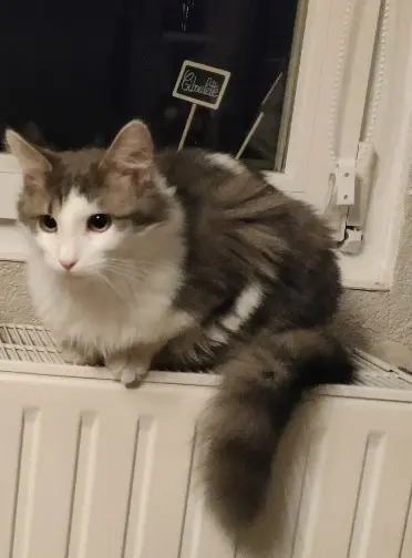 chat lost   68350 Brunstatt-Didenheim Zéphyr