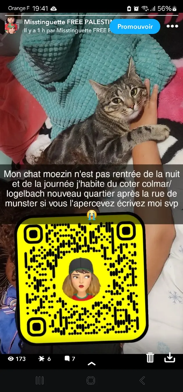 Chat Perdu 68 Haut-Rhin Chat Perdu 68 Haut-Rhin