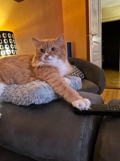 chat lost   68140 Munster Cacahuete